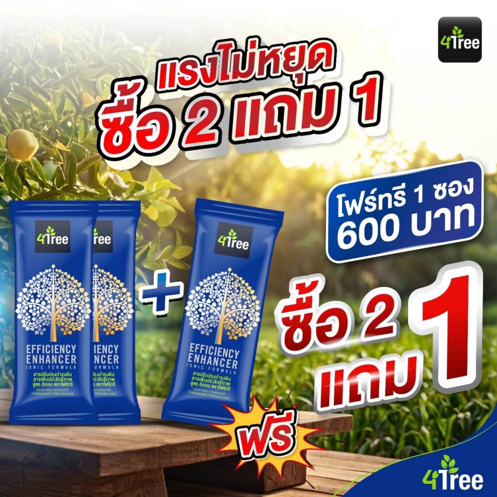 4TREE  ซื้อ2แถม1