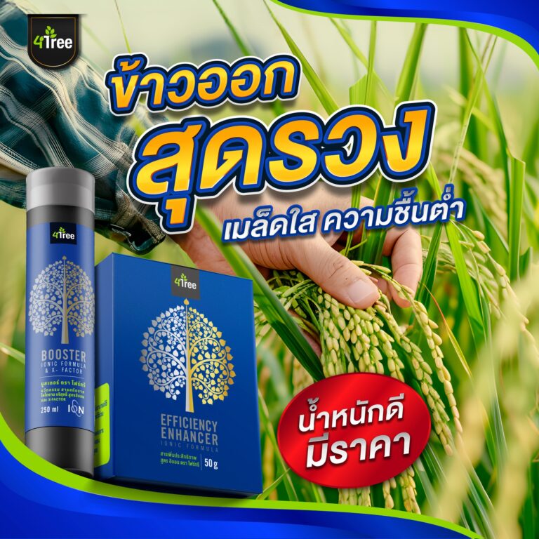 ปุ๋ยแพง!!! 4TREE ลดต้นทุน เพิ่มผลผลิต ข้าวสุดรวง เมล็ดใส ความชื้นต่ำ