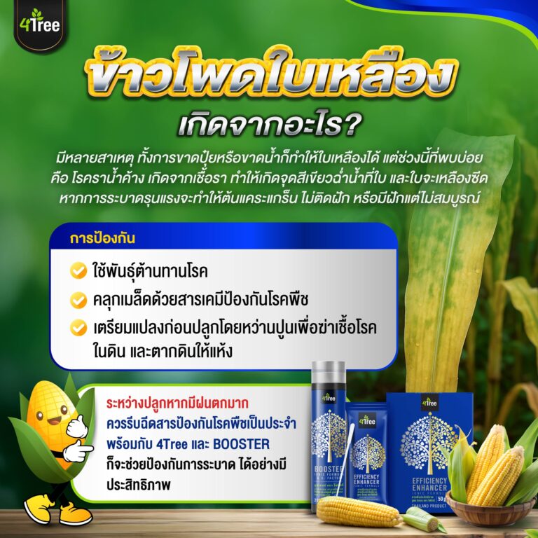 ข้าวโพดใบเหลืองเกิดจากอะไร? โฟร์ทรีช่วยได้ไหม?
