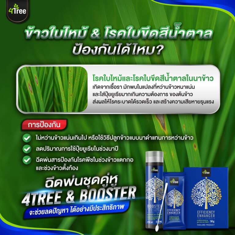 ข้าวใบไหม้ & โรคใบขีดสีน้ำตาล โฟร์ทรี ป้องกันได้ไหม?