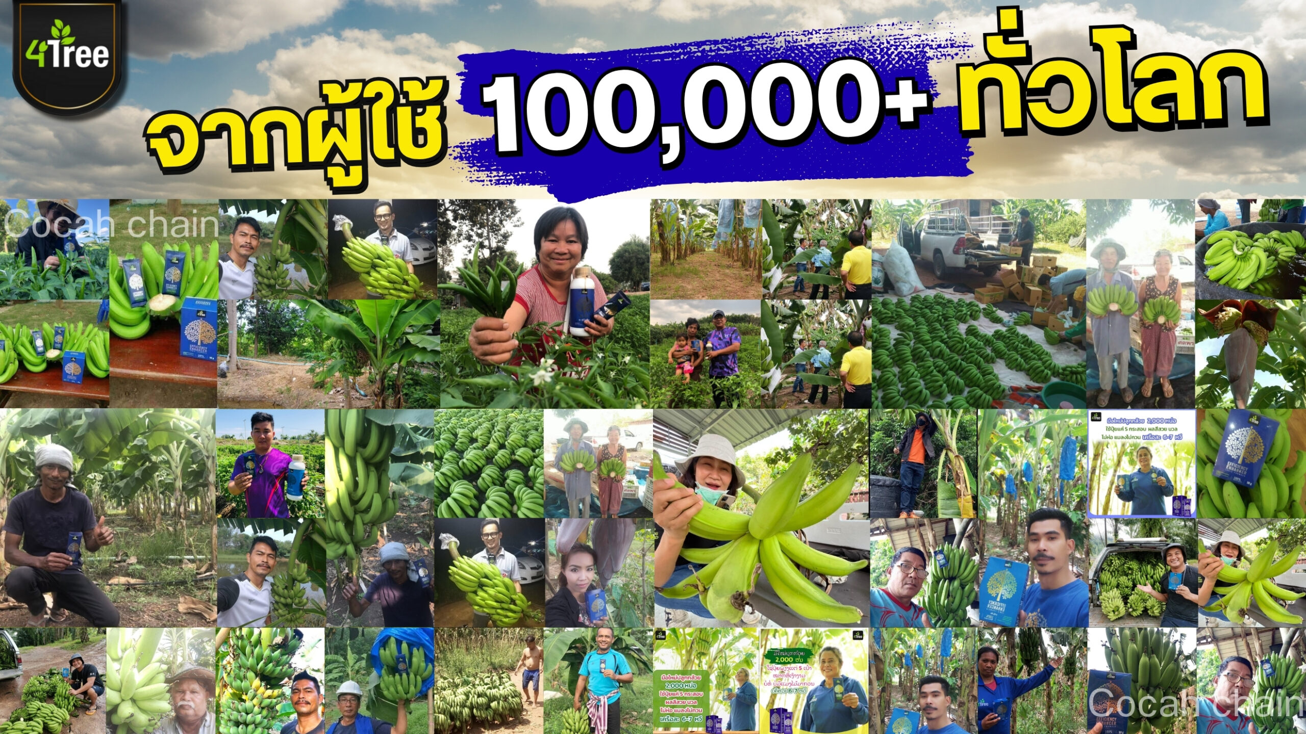 4treeกล้วย