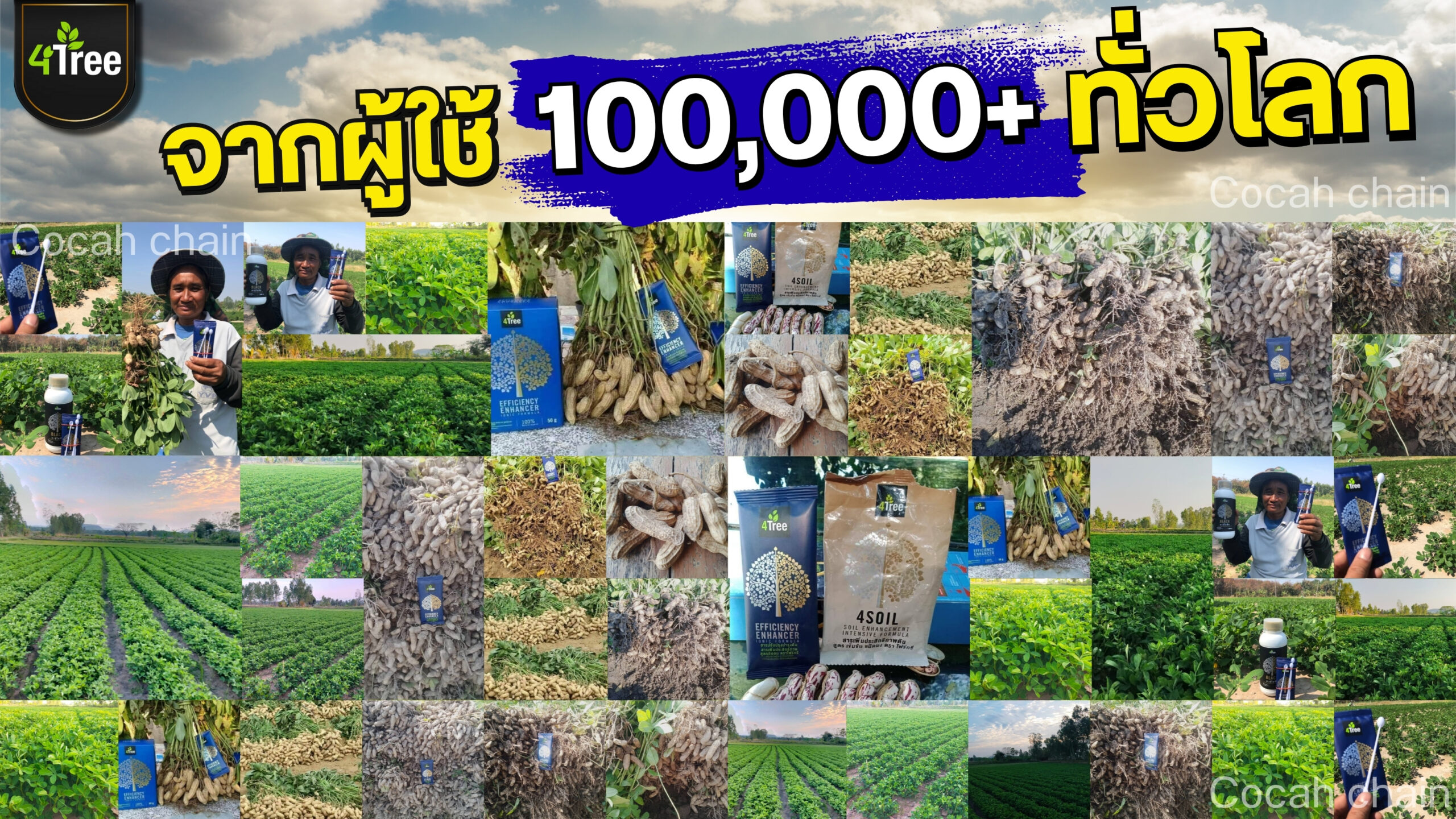 4treeถั่วลิสง