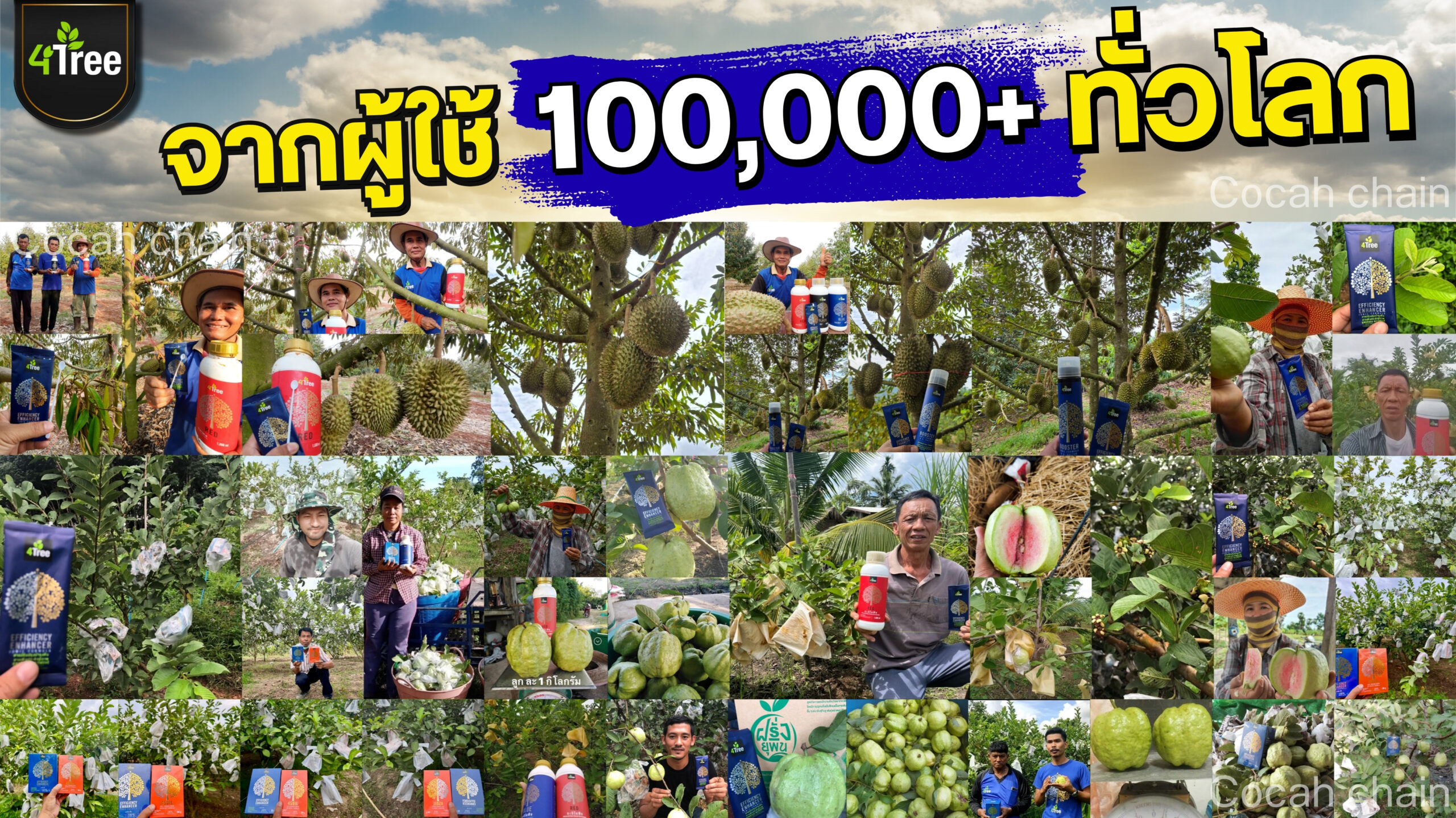4treeทุเรียน