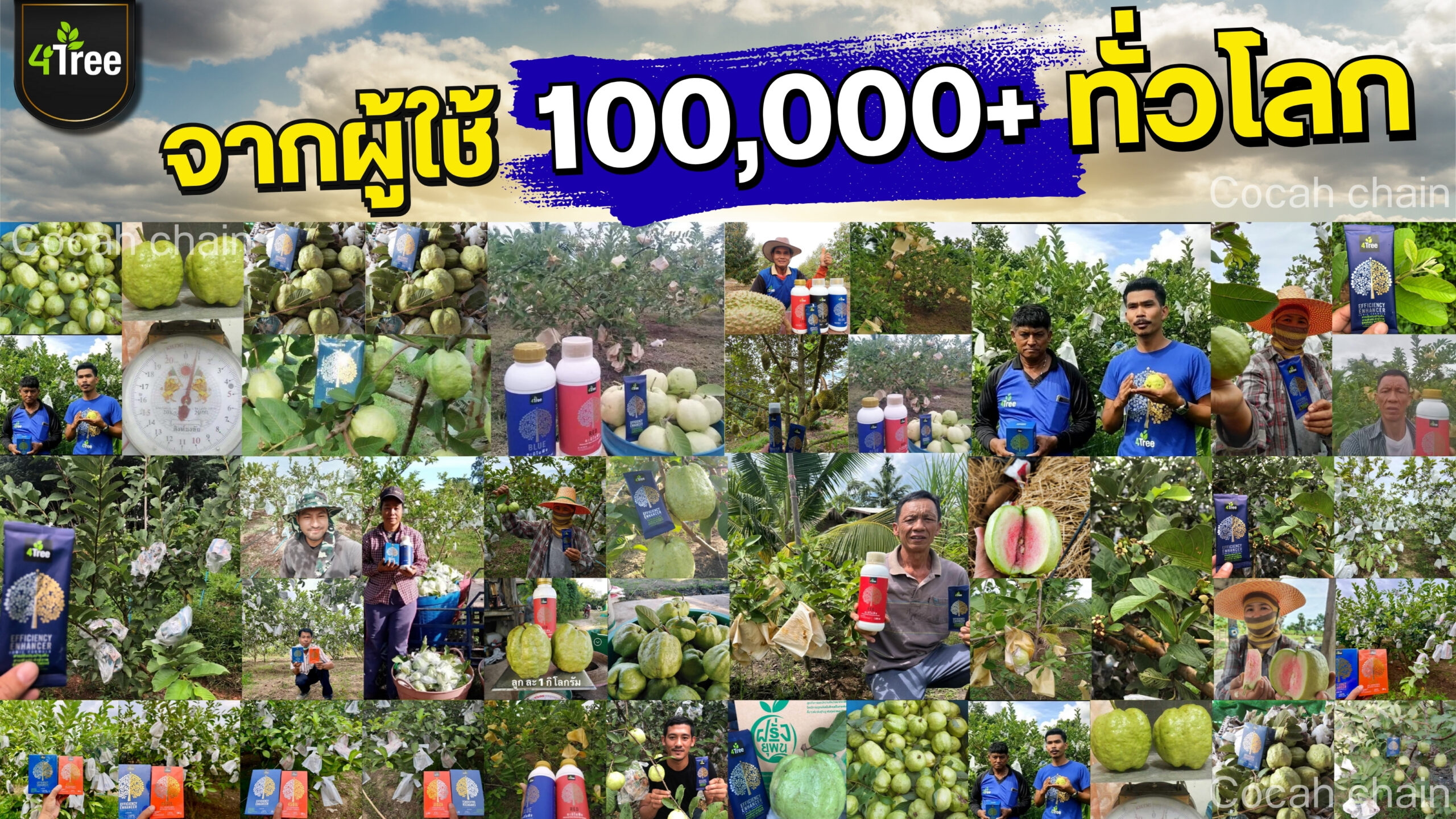 4treeฝรั้ง