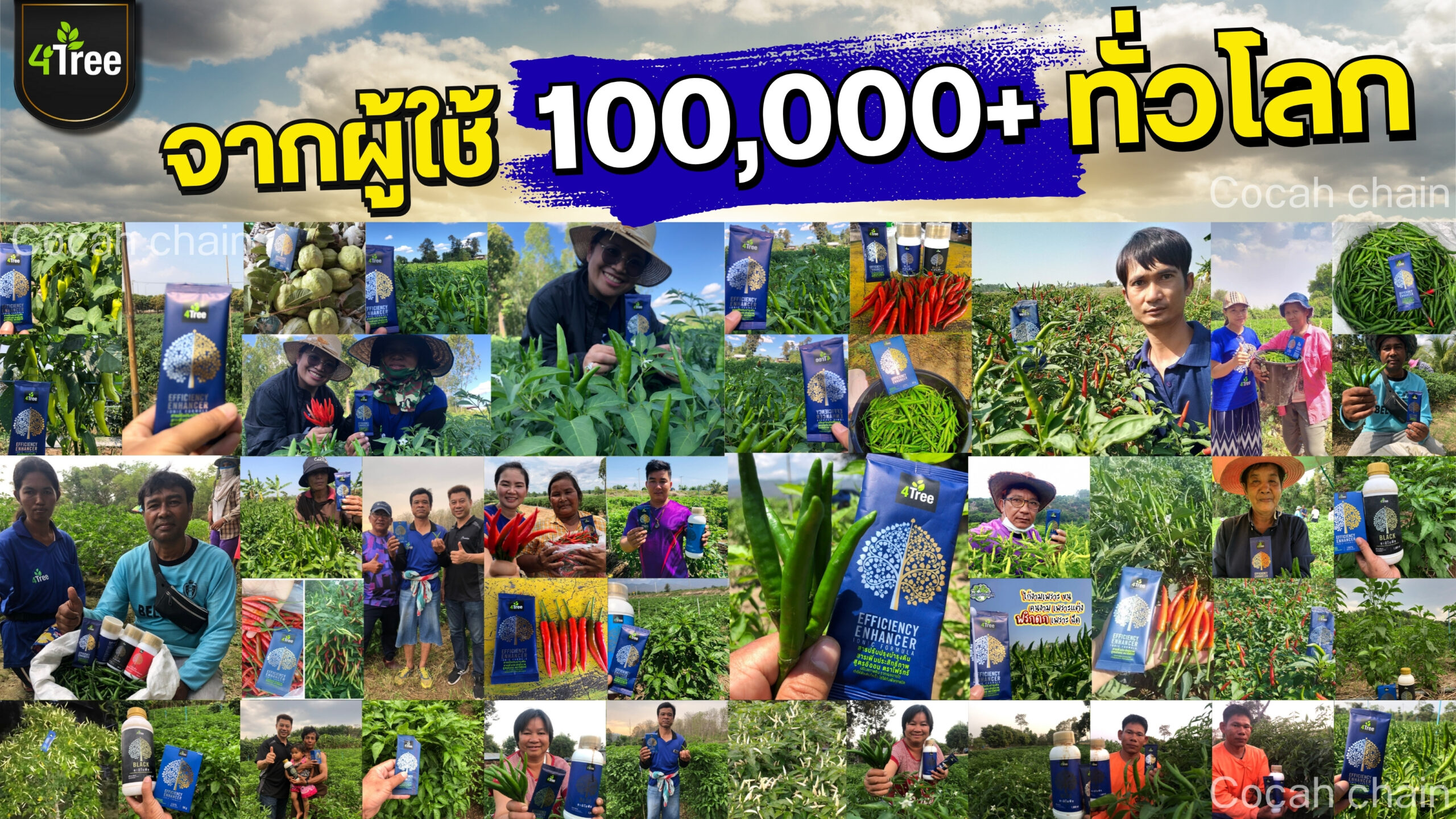 4treeพริก2