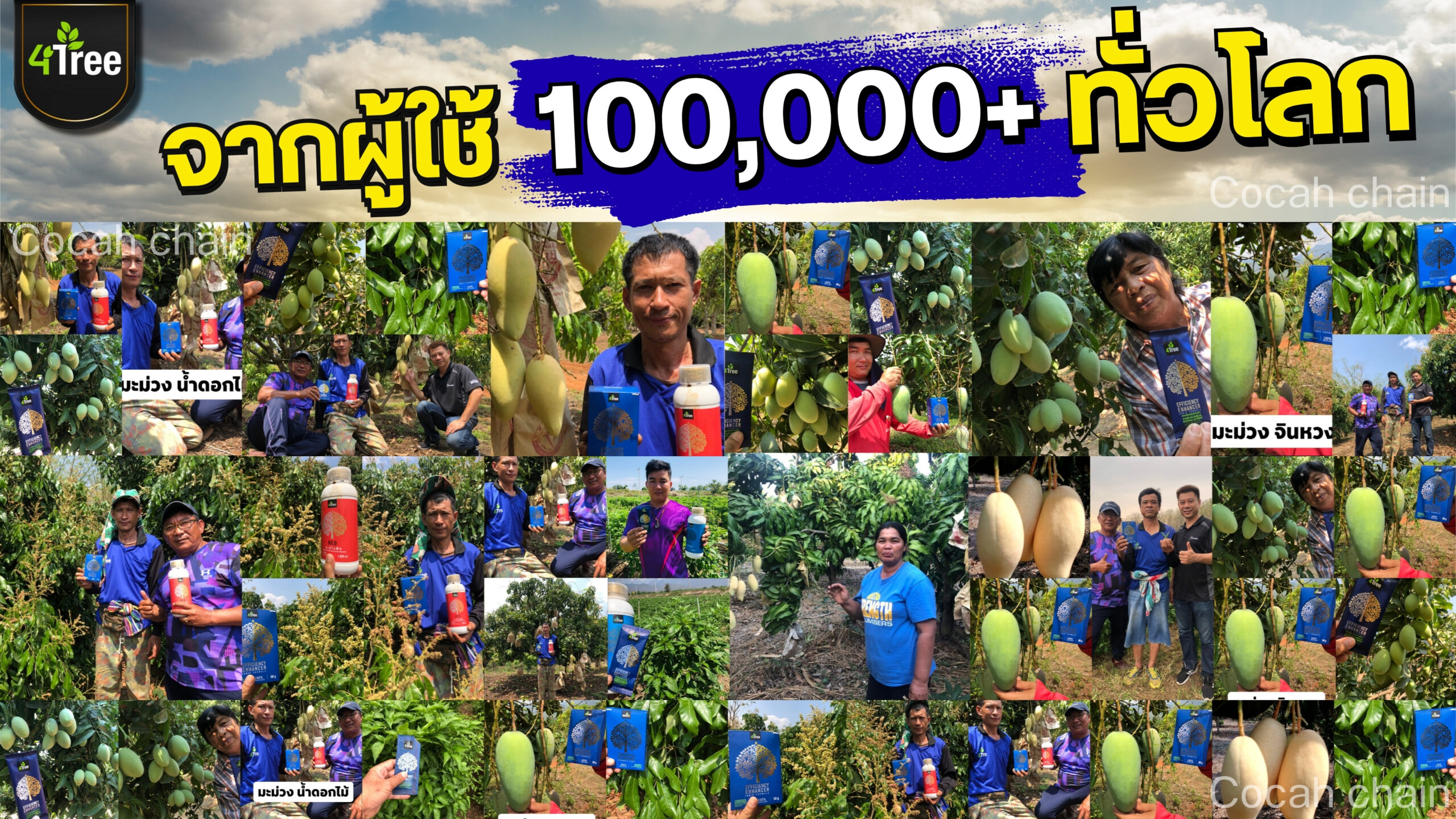 4treeมะม่วง