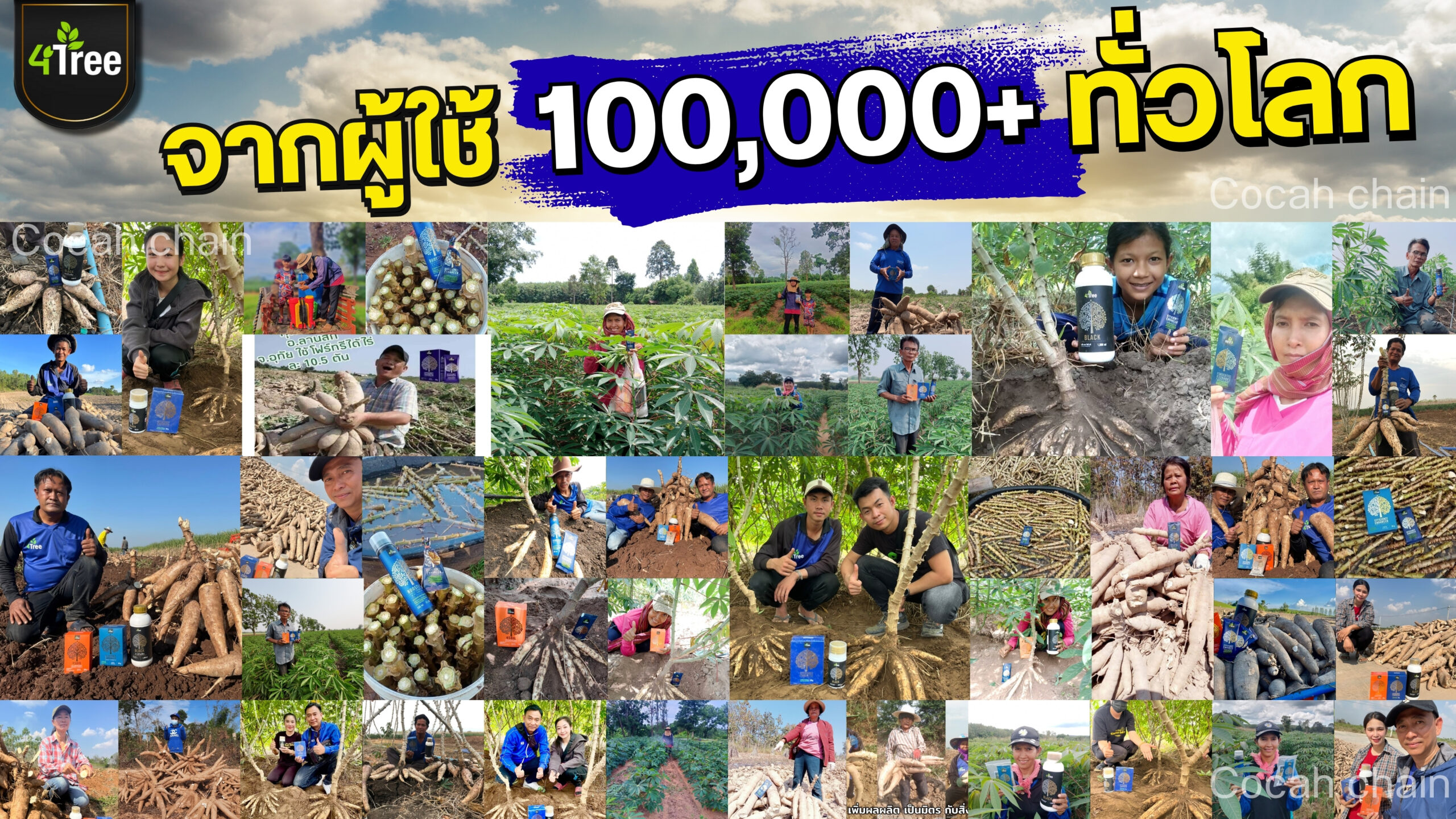 4treeมันสำปะหลัง