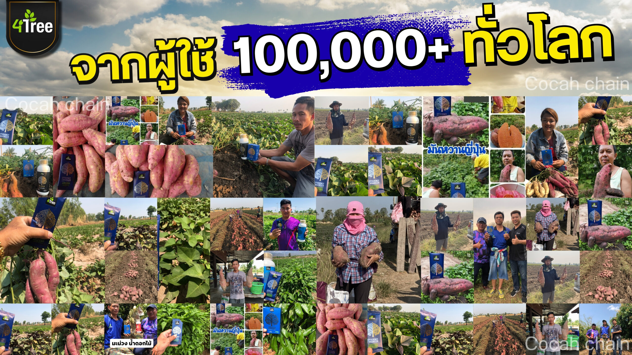 4treeมันเทศ
