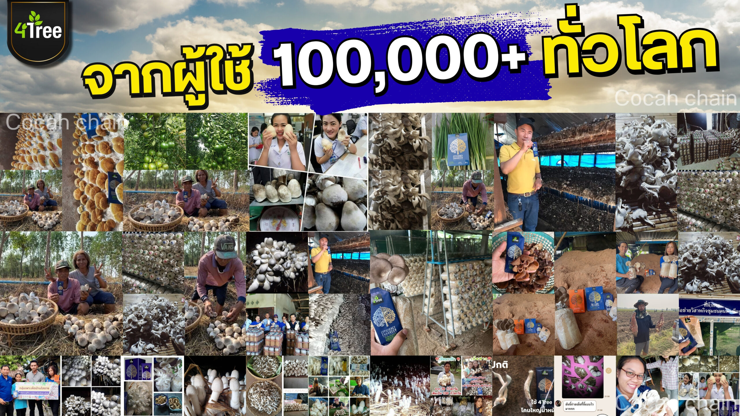 4treeเห็ดฟาง