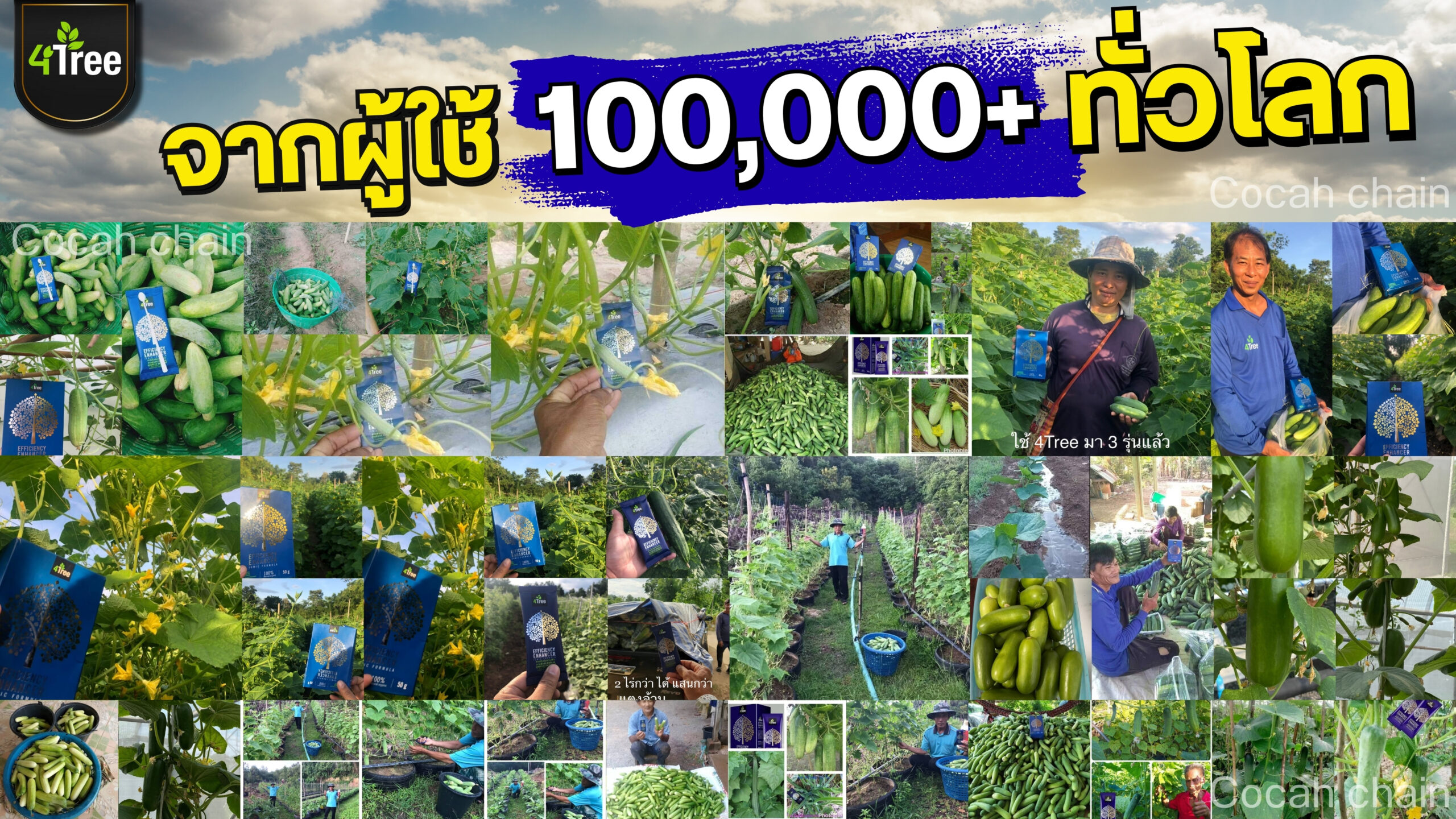 4treeแตงกวา
